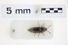 Foto (Dorsalansicht) von Glyphonyx variatus (NHMW-ZOO-COL-0008480)